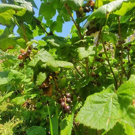 Сasa de vacaciones U Alenky Na Zahrade