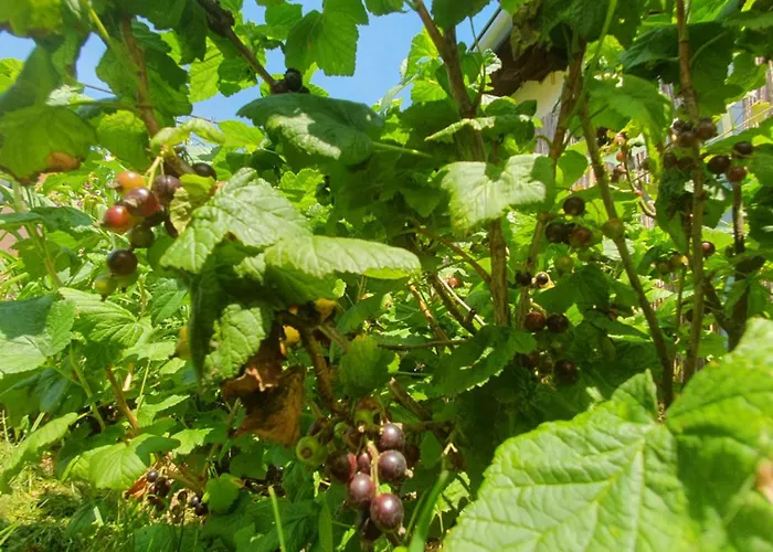 度假居 U Alenky Na Zahrade